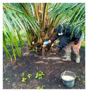 Baja ‘bajet’ di Malaysia perlu dibanyakkan untuk menampung keperluan pembajaan sawit pekebun kecil yang kurang mampu milik terhadap baja premium?