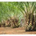 Apakah nutrien yang paling penting untuk merangsang pengeluaran buah tandan segar sawit yang banyak, besar dan berat?