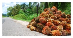 Formulasi saintifik untuk memperolehi buah tandan segar sawit 35 tan/ha/tahun bagi tanaman sawit matang dengan andaian semua aspek penanaman adalah normal belaka