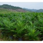 Menanam sawit dengan anak benih tulen dan bermutu menjamin hasil lumayan kelak