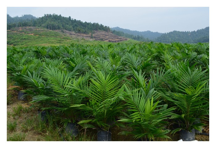 Read more about the article Menanam sawit dengan anak benih tulen dan bermutu menjamin hasil lumayan kelak