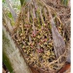 Nutrien apakah yang menjamin pengeluaran mayang betina sawit yang lumayan?