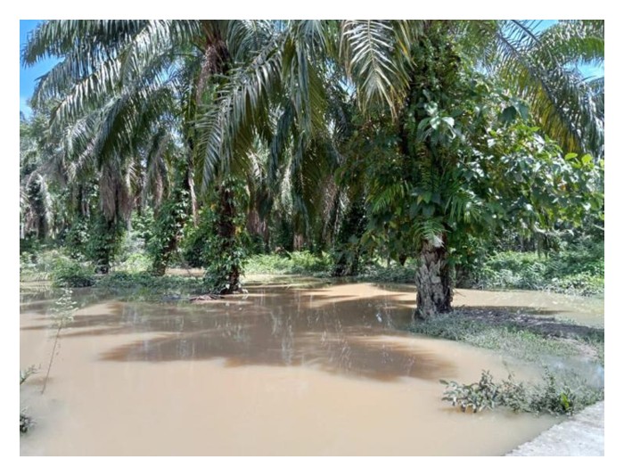 Read more about the article Adakah musim hujan akan mempengaruhi penghasilan mayang betina sawit?