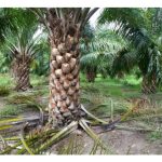 Pangkasan berlebihan ke atas tanaman sawit akan merangsang pertumbuhan vegetatif pokok dan selanjutnya mengurangkan pengeluaran mayang betina