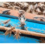 Penternakan Cengkerik: Peluang Baharu dalam Industri Protein Malaysia