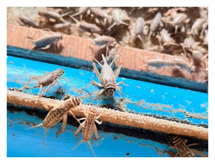 Read more about the article Penternakan Cengkerik: Peluang Baharu dalam Industri Protein Malaysia