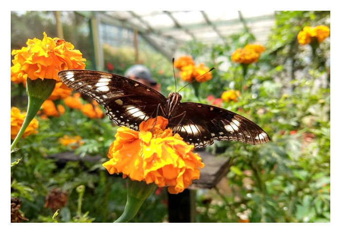 Read more about the article Dari penternakan rama-rama ke arah agro pelancongan : Peluang pendapatan di Malaysia