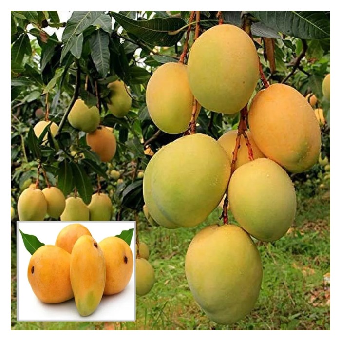 Read more about the article Mangga Alphonso dari India berpotensi diusahakan di Malaysia?