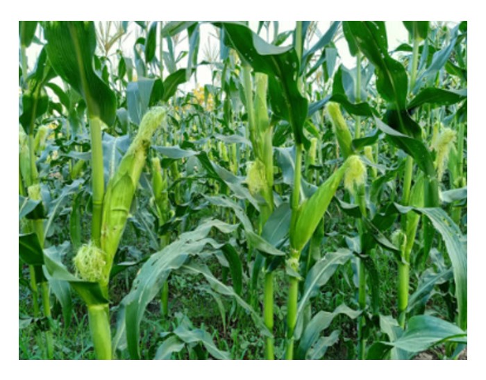 Read more about the article Jagung manis antara tanaman jangka pendek yang berbaloi diusahakan secara komersial kerana mudah urus serta membolehkan kepadatan tinggi