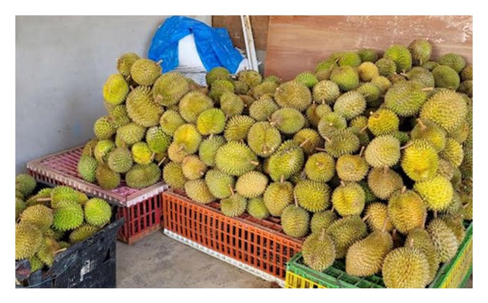 Read more about the article Thailand dan Vietnam menyasar pengeluaran durian eksport yakni buah lebih seragam dan besar tetapi Malaysia tidak, akhirnya menyebabkan lambakan hasil yang serius di pasaran?