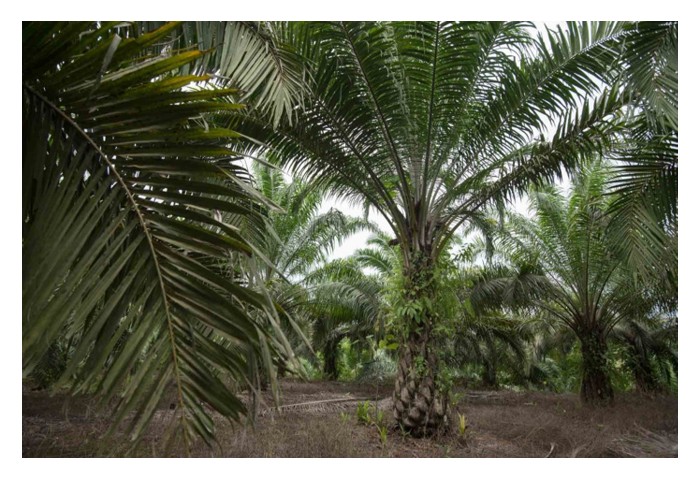 You are currently viewing For oil palm productivity, should soil fertility take priority over climate factors?