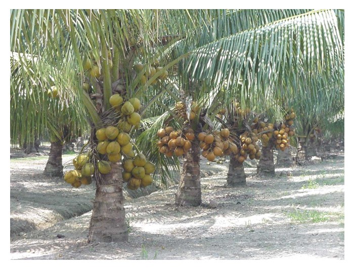 Read more about the article Coconut cultivation is favoured by farmers due to its low labour requirements and profitable returns?