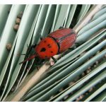 How can the red palm weevil be prevented from an ecological perspective, given that it is the most lethal pest of coconut palms?