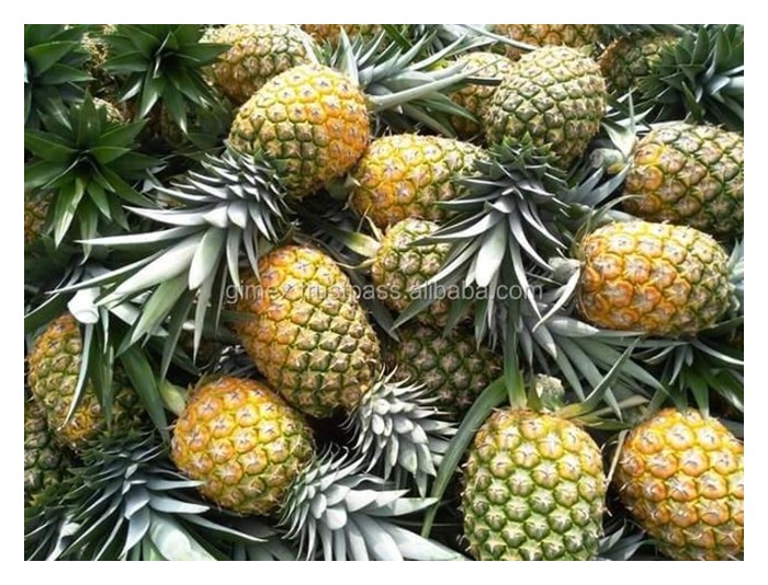 You are currently viewing Can MD2 pineapple be regarded as most profitable crop in Malaysia besides durian?