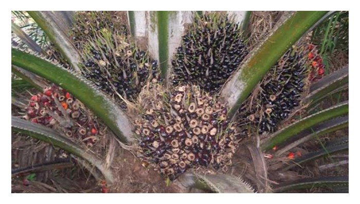 Read more about the article Kehadiran tikus di ladang sawit amnya menyerang buah sawit dan mendatangkan kerugian hasil sehingga 10% atau lebih justeru bukan perosak yang boleh dipandang ringan