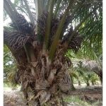 Kekurangan baja cenderung menyebabkan pengurangan mayang betina sawit, atau gugur atau menukar menjadi mayang jantan