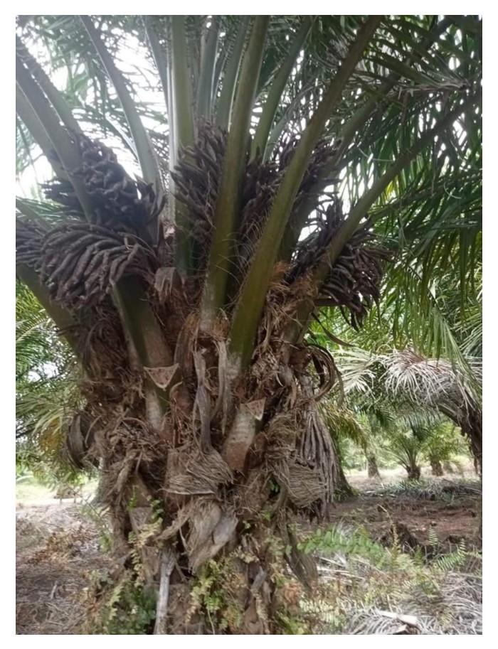 Read more about the article Kekurangan baja cenderung menyebabkan pengurangan mayang betina sawit, atau gugur atau menukar menjadi mayang jantan