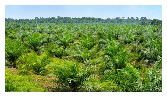 Read more about the article Apakah itu kredit karbon? Kenapa ia semakin penting di sektor sawit Malaysia?