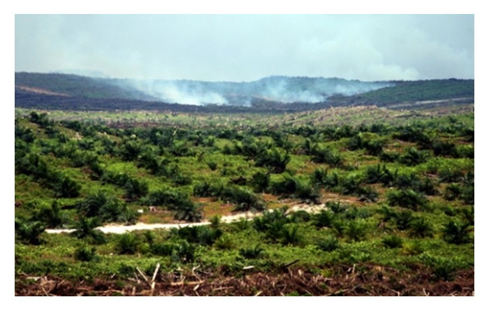 Read more about the article Contoh Mudah Pengiraan Kredit Karbon untuk Ladang Sawit 10 Hektar (Dalam RM)