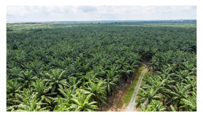 Read more about the article Indonesia berhasrat memperluaskan kawasan penanaman sawit di wilayahnya di Papua Indonesia?