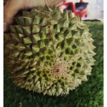 (Laporan Eksklusif) Raja Kunyit : Kenapa nama dibangkitkan semula?