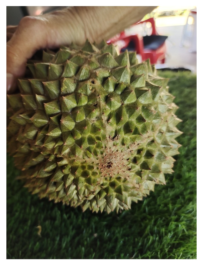 Read more about the article (Laporan Eksklusif) Raja Kunyit : Kenapa nama dibangkitkan semula?