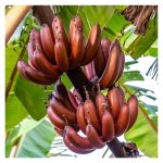 Pisang berkulit merah bangkit dan disambuti di kalangan pekebun dan pengguna