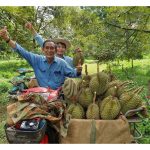 Petik vs Masak Gugur : Patutkah Malaysia Mengikuti Kaedah Kutipan Durian Thailand dan Vietnam Demi Meningkatkan Eksport?