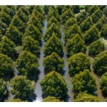 Apakah jarak tanaman durian yang tepat supaya tidak bersaing sesama sendiri?