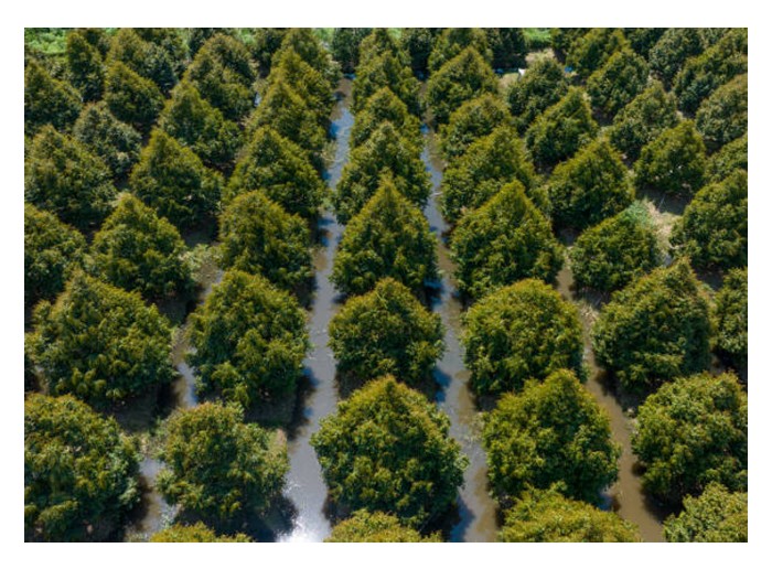 Read more about the article Apakah jarak tanaman durian yang tepat supaya tidak bersaing sesama sendiri?