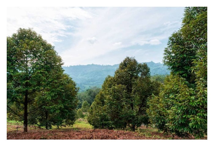 Read more about the article Apakah kesilapan biasa pekebun durian & cara mengelaknya