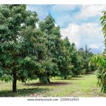 Mengapa pokok durian tidak mahu berbuah dan cara rawatan