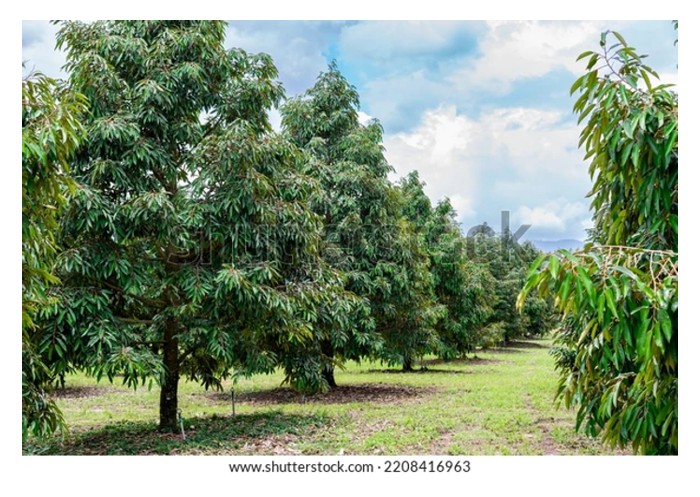 You are currently viewing Mengapa pokok durian tidak mahu berbuah dan cara rawatan