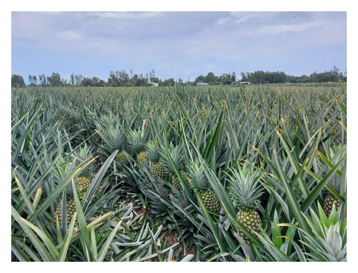 Read more about the article Anak benih sulur VS anak benih kultur tisu nanas MD2 : Mana satu lebih baik dari segi pengeluaran hasil?