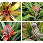 Semburan perangsang bunga pada dos dan kepekatan yang tidak tepat cenderung menghasilkan buah nanas MD2 yang bentuknya tidak canggih