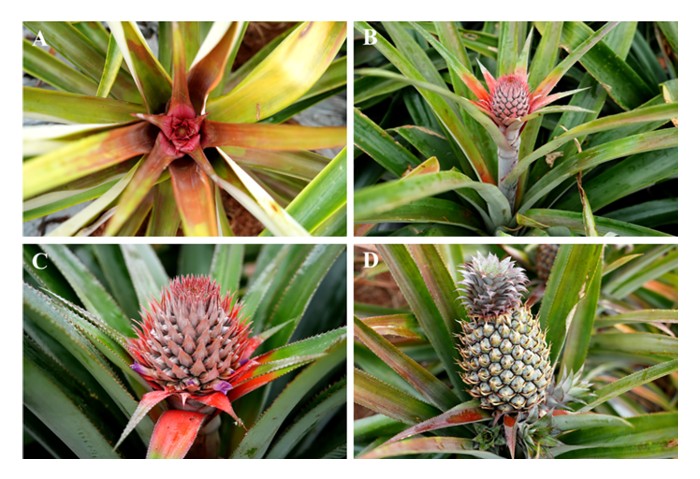 You are currently viewing Semburan perangsang bunga pada dos dan kepekatan yang tidak tepat cenderung menghasilkan buah nanas MD2 yang bentuknya tidak canggih