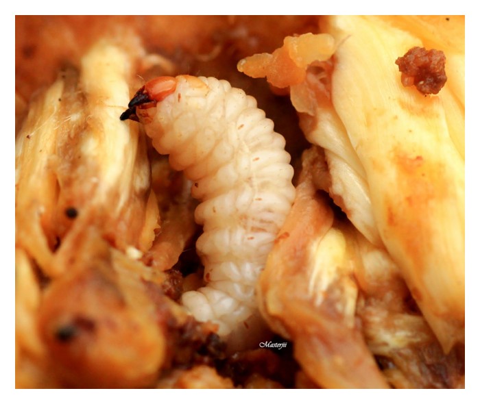 Read more about the article Ulat dan penyakit nangka & cara kawalan