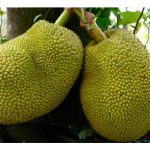 Cara tanam nangka supaya cepat berbuah