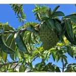 Baja dan penjagaan pokok durian belanda