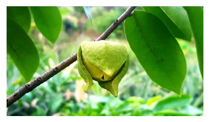 Read more about the article Masalah bunga gugur durian belanda