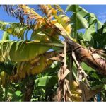 Penyakit pisang di Malaysia