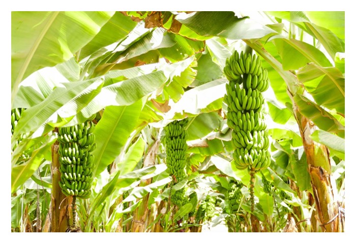 Read more about the article Jarak tanaman pisang yang paling menguntungkan di malaysia