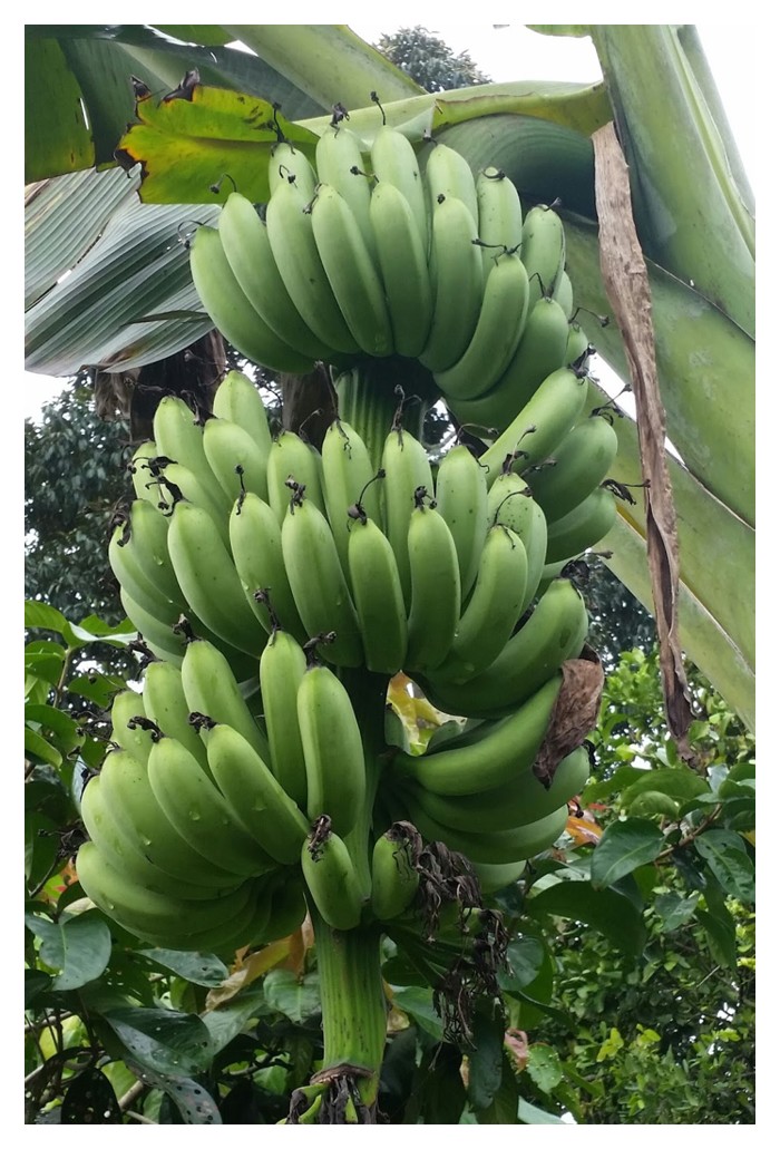 You are currently viewing Kos dan Untung Penanaman Pisang Berangan di Malaysia Menggunakan Anak Benih Kultur Tisu